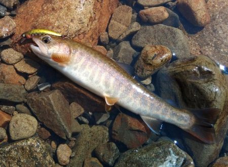 夏のアマゴは難しい